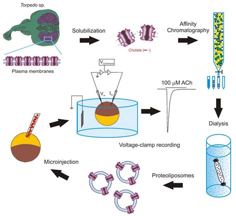 Microinjection of Xenopus Oocytes 